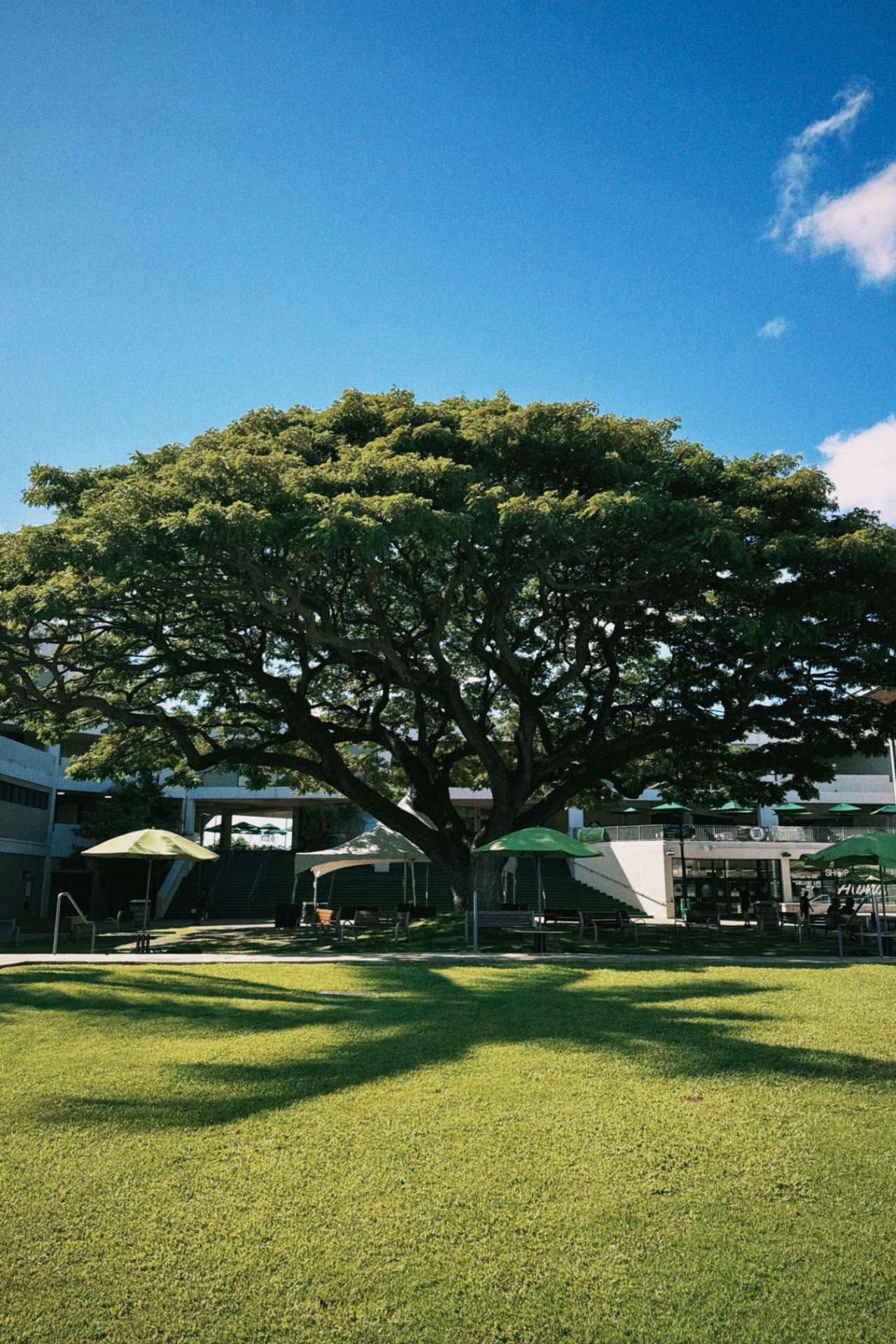 【人体＝宇宙】フラクタルが暴く「境界線」の消失。 〜なぜ、あなたの血管は「大河」と同じ形をしているのか〜