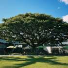 【人体＝宇宙】フラクタルが暴く「境界線」の消失。 〜なぜ、あなたの血管は「大河」と同じ形をしているのか〜